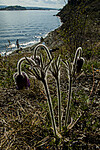 BB 05 0104 / Pulsatilla pratensis / Kubjelle